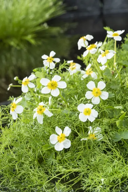 Ranunculus aquatilis