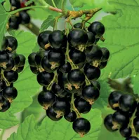 Ribes nigrum 2l - zwarte bes zelfbestuivend - afbeelding 2
