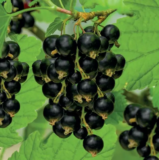 Ribes nigrum 5l - zwarte bes zelfbestuivend - afbeelding 2