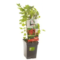 Ribes rubrum Rolan 5l - aalbes/trosbes zelfbestuivend - afbeelding 1