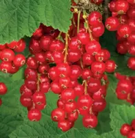 Ribes rubrum Rolan 5l - aalbes/trosbes zelfbestuivend - afbeelding 2