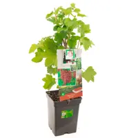 Ribes rubrum Rovada 5l - aalbes/trosbes zelfbestuivend - afbeelding 1