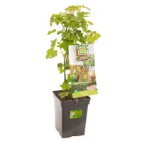 Ribes rubrum witte bes 5l - aalbes/trosbes zelfbestuivend - afbeelding 1