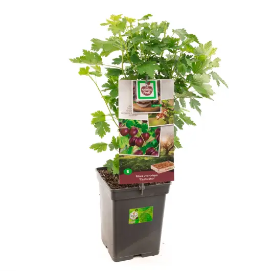 Ribes uva-cr. Captivator 5l - doornloze kruisbes zelfbestuivend - afbeelding 1