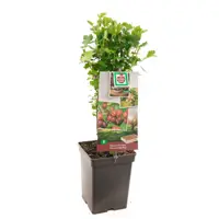 Ribes uva-cr. Hinnomäki Röd 5l - rode kruisbes zelfbestuivend - afbeelding 2