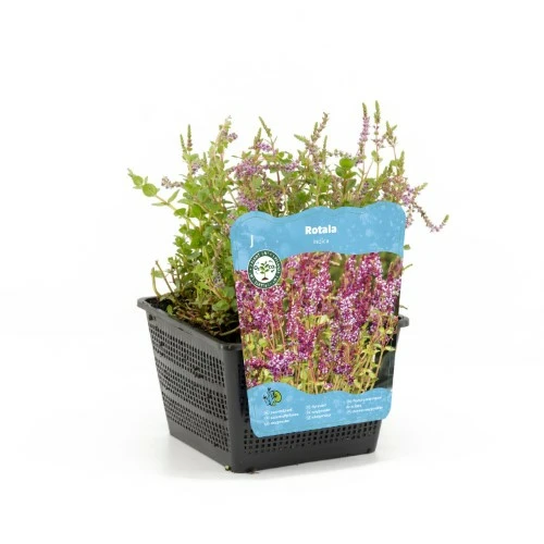 Rotala indica - afbeelding 1