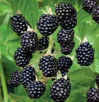 Rubus frut. Black Satin 2l - braam zelfbestuivend - afbeelding 2