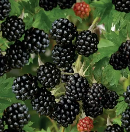 Rubus frut. Thornless Evergreen 2l - doornloze braam zelfbestuivend - afbeelding 2