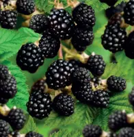 Rubus frut. Triple Crown 2l - doornloze braam zelfbestuivend - afbeelding 2