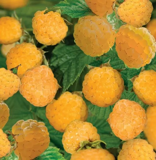Rubus id. Fallgold 2l - gele herfstframboos zelfbestuivend - afbeelding 2