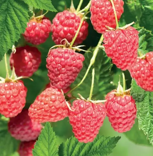 Rubus id. Malling Promise 2l - zomerframboos zelfbestuivend - afbeelding 2