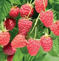 Rubus id. Malling Promise 2l - zomerframboos zelfbestuivend - afbeelding 2