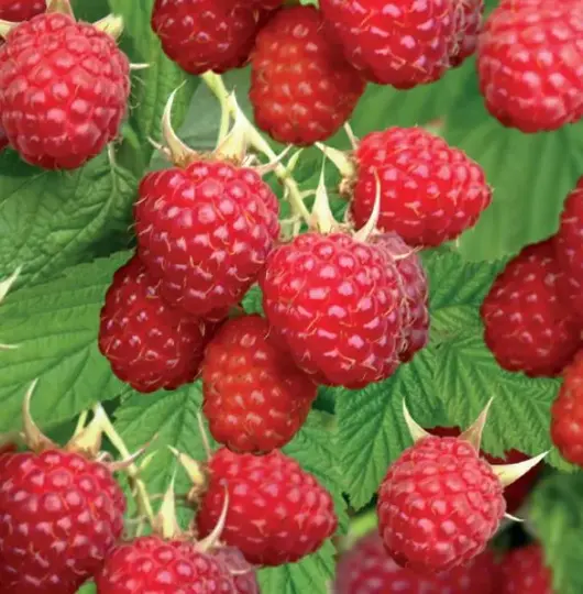 Rubus idaeus 'glen ample' 2L - framboos zelfbestuivend - afbeelding 2