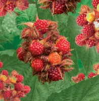 Rubus ph. Japanse wijnbes 2l - framboosachtige vrucht zelfbestuivend - afbeelding 2