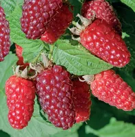 Rubus Tayberry 2l - braam/framboos/logan zelfbestuivend - afbeelding 2