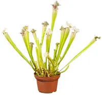 Sarracenia Leucophylla
