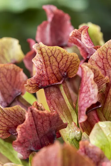 Sarracenia Maroon