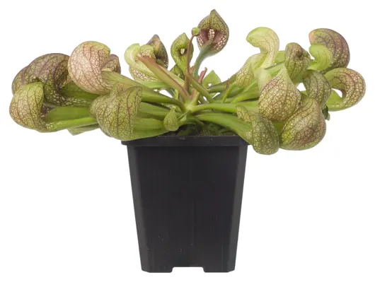 Sarracenia Psittacina