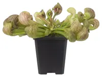 Sarracenia Psittacina