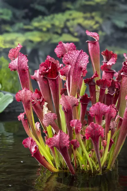Sarracenia Stevensii