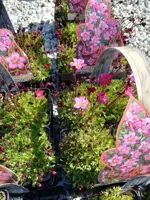 Saxifraga arendsii 'Carpet Purple' - mossteenbreek rood fourpack - afbeelding 2