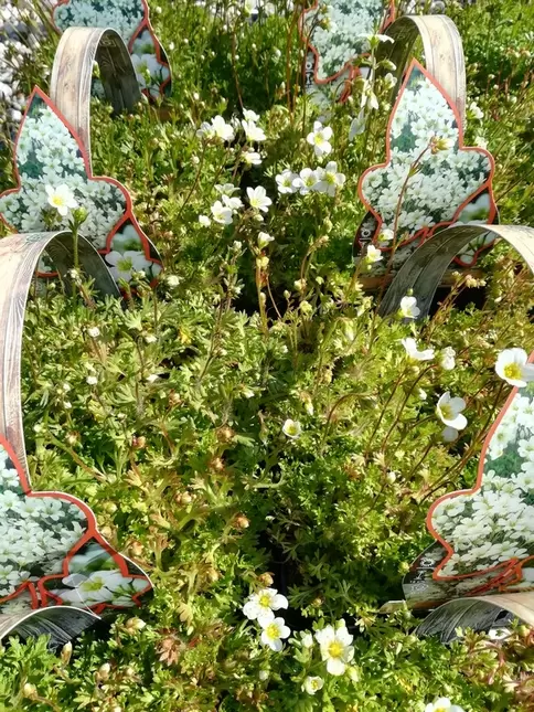 Saxifraga arendsii 'Carpet White' - mossteenbreek wit fourpack - afbeelding 2