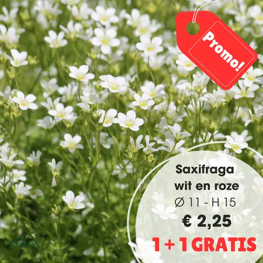Saxifraga gemengd