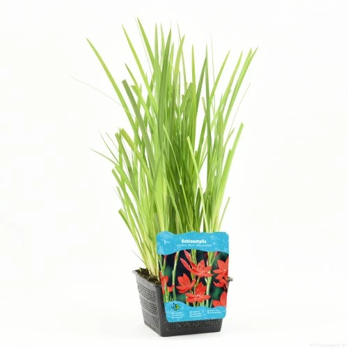 Schizosylis coc. 'Major' - afbeelding 1