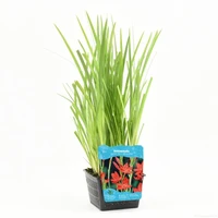 Schizosylis coc. 'Major' - afbeelding 1