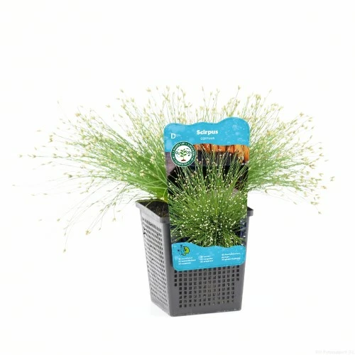 Scirpus cernuus