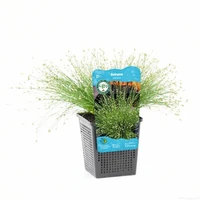 Scirpus cernuus