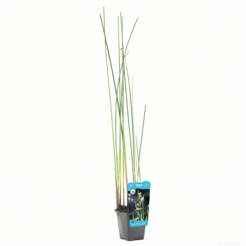 Scirpus lacustris - afbeelding 1
