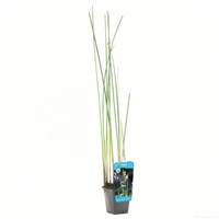 Scirpus lacustris - afbeelding 1