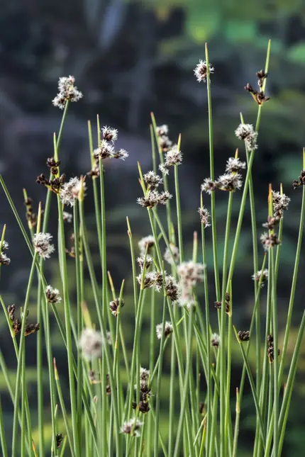 Scirpus lacustris - afbeelding 2