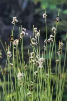 Scirpus lacustris - afbeelding 2