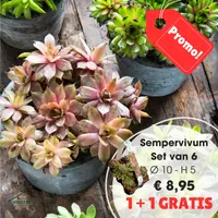 Sempervivum set 6