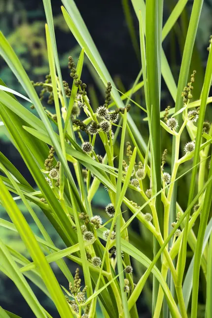 Sparganium erectum - afbeelding 2