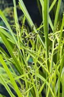 Sparganium erectum - afbeelding 2