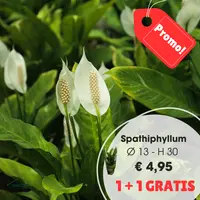 Spathiphyllum