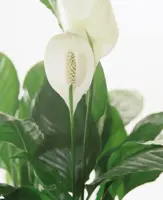 Spathiphyllum D12 H50 - afbeelding 2