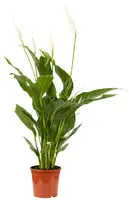 Spathiphyllum D13 H50 - afbeelding 1