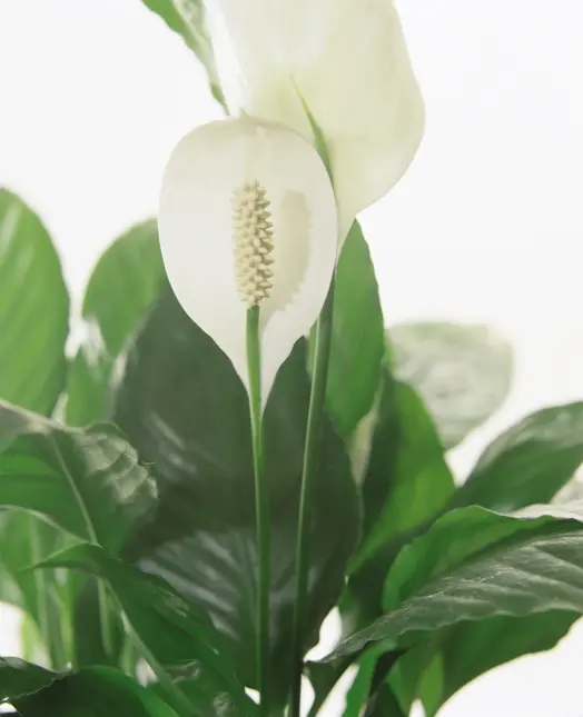 Spathiphyllum D13 H50 - afbeelding 2