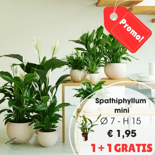 Spathiphyllum mini