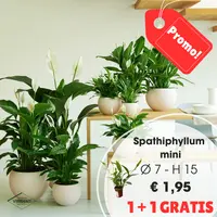 Spathiphyllum mini