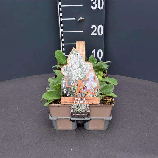 Stachys byzantina - 4-PACK