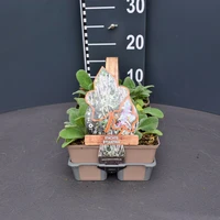 Stachys byzantina - 4-PACK