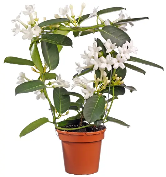 Stephanotis D13 H40 - afbeelding 1