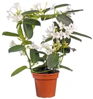 Stephanotis D13 H40 - afbeelding 1