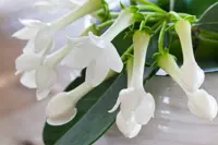 Stephanotis D13 H40 - afbeelding 2