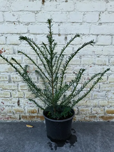 Taxus baccata 100/125 - afbeelding 2